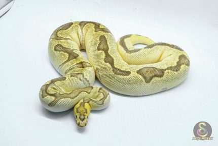 4735 0.1 ORANGE DREAM ENCHI FIRE CLOWN