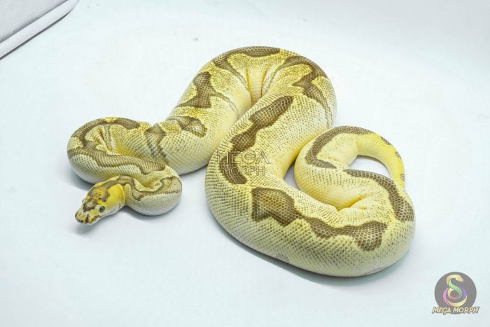 4735 0.1 ORANGE DREAM ENCHI FIRE CLOWN - Image 3