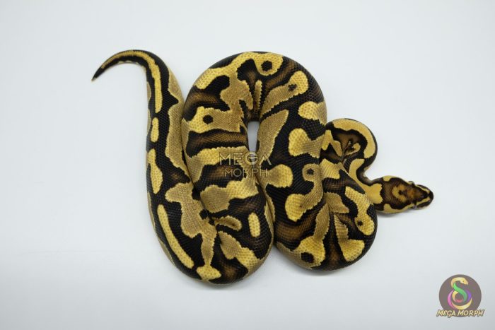4751 0.1 ENCHI YELLOW BELLY DOUBLE HET CLOWN PIEBALD - Image 2