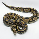 4752 0.1 YELLOW BELLY DOUBLE HET CLOWN PIEBALD