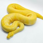 4755 1.0 SUPER ENCHI TOFFEE OR TOFFINO