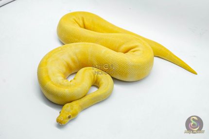 4755 1.0 SUPER ENCHI TOFFEE OR TOFFINO