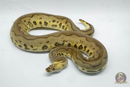 4759 1.0 LEOPARD PASTEL YELLOW BELLY CLOWN