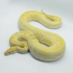 4760 1.0 BANANA CALICO CLOWN