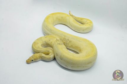 4760 1.0 BANANA CALICO CLOWN