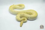 4760 1.0 BANANA CALICO CLOWN - Image 3
