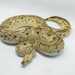 4761 1.0 CALICO PASTEL YELLOW BELLY CLOWN