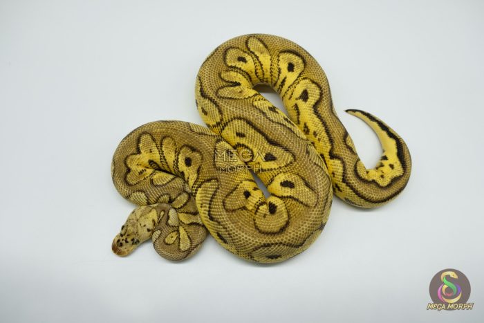 4762 1.0 PASTEL YELLOW BELLY CLOWN - Image 2