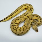 4763 0.1 PASTEL YELLOW BELLY CLOWN