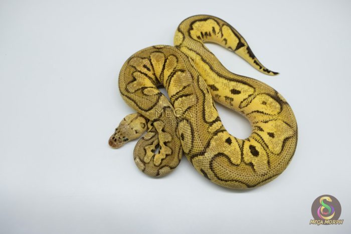 4763 0.1 PASTEL YELLOW BELLY CLOWN - Image 2