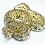 4764 0.1 PASTEL YELLOW BELLY CLOWN (Proven breeder)