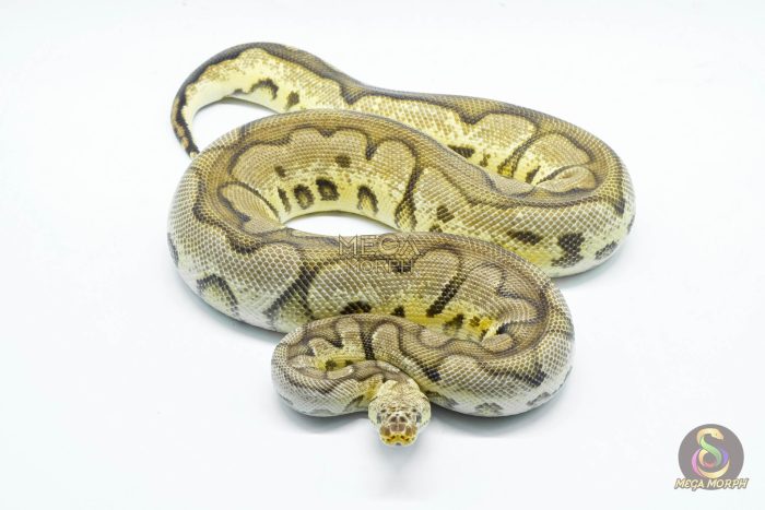 4764-2-1.jpg 4764 0.1 PASTEL YELLOW BELLY CLOWN (Proven breeder) - Image 2