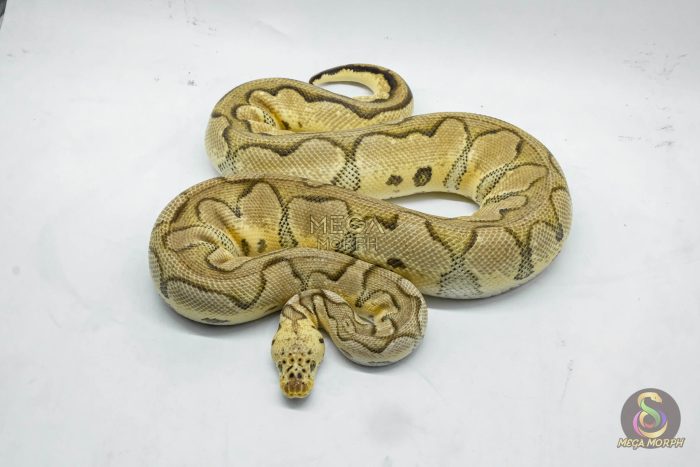 4765 0.1 PASTEL YELLOW BELLY CLOWN - Image 2