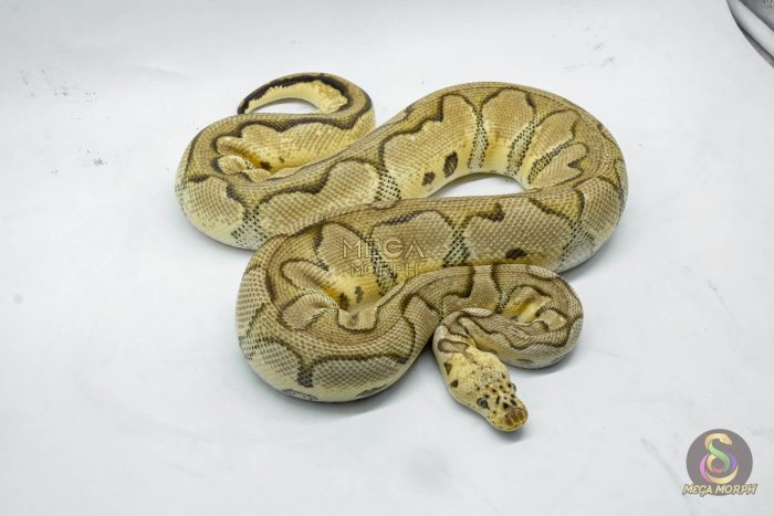 4765 0.1 PASTEL YELLOW BELLY CLOWN - Image 3