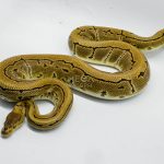 4766 1.0 PINSTRIPE CRYPTON OR CRYPTIC