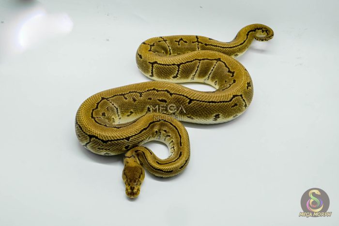 4766 1.0 PINSTRIPE CRYPTON OR CRYPTIC - Image 3