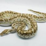 4767 1.0 PASTEL LESSER CRYPTON OR CRYPTIC