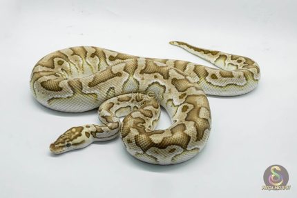 4767 1.0 PASTEL LESSER CRYPTON OR CRYPTIC
