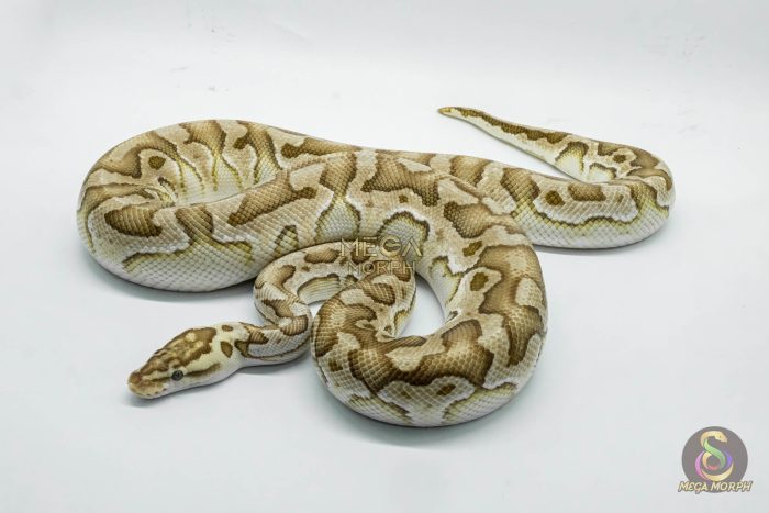 4767-1-1.jpg 4767 1.0 PASTEL LESSER CRYPTON OR CRYPTIC - Image 1