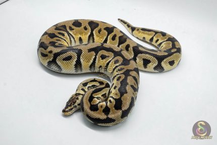 4768 1.0 PASTEL CRYPTON OR CRYPTIC