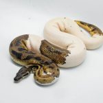 4770 1.0 ORANGE DREAM PIEBALD