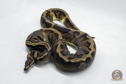 4774 0.1 GHI PIEBALD