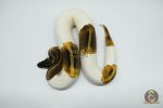 4775 0.1 GHI PIEBALD