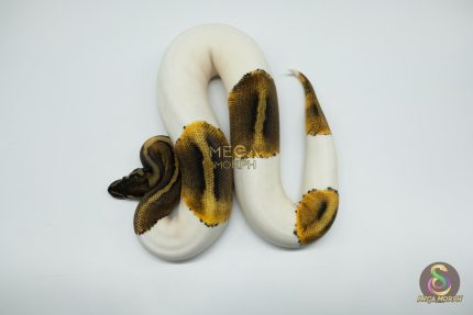 4775 0.1 GHI PIEBALD