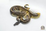 4776 0.1 GHI PIEBALD