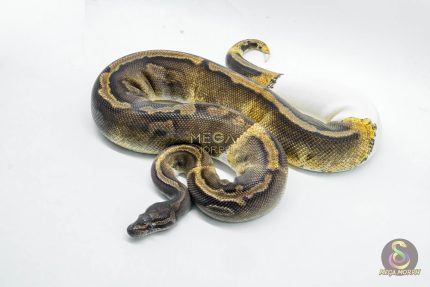 4776 0.1 GHI PIEBALD