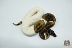 4777 0.1 MAHOGANY PIEBALD - Image 2