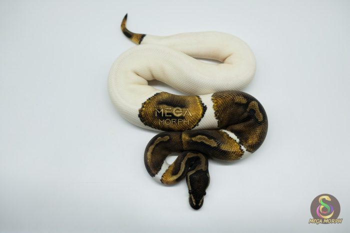 4777-3-1.jpg 4777 0.1 MAHOGANY PIEBALD - Image 3