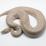 4778 1.0 BANANA SUPER CINNAMON