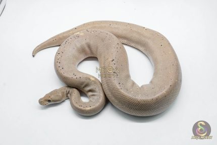 4778 1.0 BANANA SUPER CINNAMON
