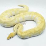 4779 0.1 BANANA BUTTER ENCHI ORANGE DREAM OR SUPER ORANGE DREAM (Proven breeder)