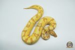 4780 0.1 BANANA ORANGE DREAM ENCHI