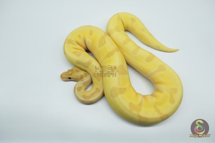 4781 0.1 BANANA SUPER ENCHI ORANGE DREAM FIRE - Image 3