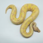 4782 0.1 SUPER BANANA ORANGE DREAM ENCHI FIRE