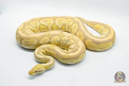 4784 0.1 BLACK PASTEL TOFFEE OR TOFFINO
