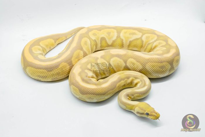 4784 0.1 BLACK PASTEL TOFFEE OR TOFFINO - Image 2