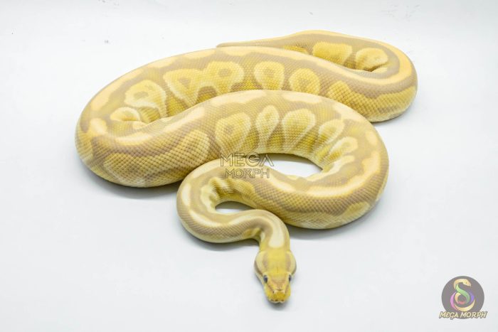 4784 0.1 BLACK PASTEL TOFFEE OR TOFFINO - Image 3