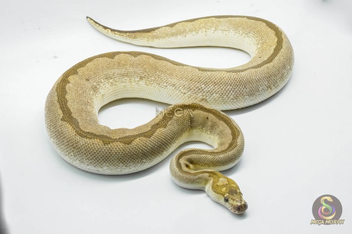 4785 0.1 BAMBOO CLOWN - Image 2