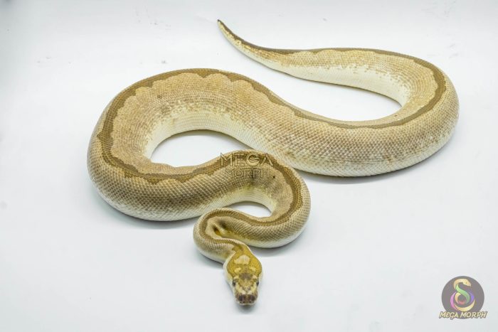 4785 0.1 BAMBOO CLOWN - Image 3