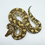 4789 1.0 MOJAVE CRYPTON