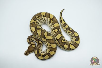 4789 1.0 MOJAVE CRYPTON