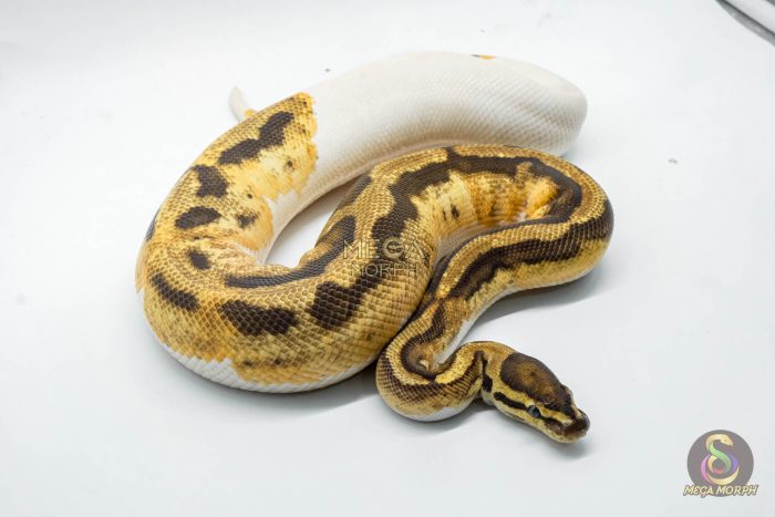 4791 1.0 FIRE PIEBALD HET CRYPTIC OR HET CLOWN - Image 2