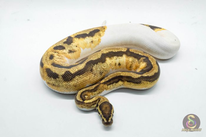 4791 1.0 FIRE PIEBALD HET CRYPTIC OR HET CLOWN - Image 3