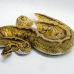 4792 0.1 PASTEL YELLOW BELLY PIEBALD HET CRYPTIC OR