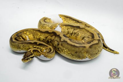 4792 0.1 PASTEL YELLOW BELLY PIEBALD HET CRYPTIC OR