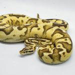 4794 0.1 FIREFLY DOUBLE HET PIEBALD HET CRYPTIC OR HET CLOWN